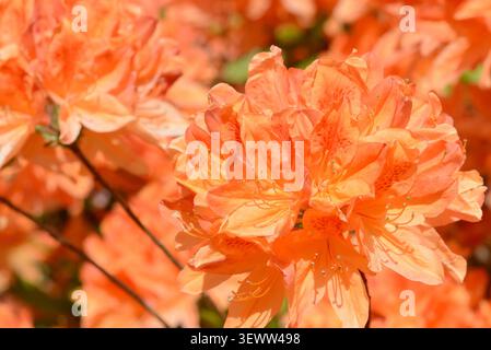 Gros plan d'azalées en fleurs dans un jardin montrant des fleurs vibrantes et un feuillage vert. Un arbuste ornemental populaire dans les jardins de printemps. Banque D'Images