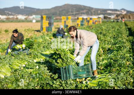 Femme récolte de céleri en plantation Banque D'Images