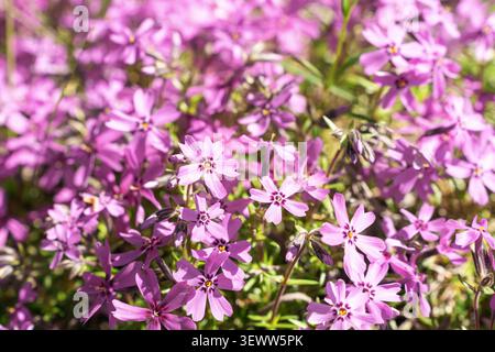 Délicates fleurs de phlox rose recouvrant le sol, créant un tapis naturel vibrant dans une lumière printanière brillante. Fond floral naturel Banque D'Images