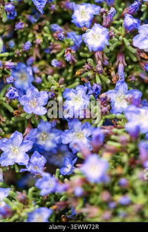 Tapis dense de petites fleurs bleues de Nolana et de feuilles succulentes, phénomène de floraison du désert d'Atacama, Chili, saison de floraison printanière. Banque D'Images