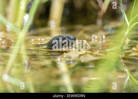 La tête d'un serpent jarretière à deux rayures émerge de l'eau pour respirer dans un printemps sur les montagnes mexicaines en basse Californie sur Banque D'Images