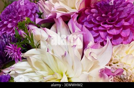 Élégant bouquet de fleurs de Dahlia violet et blanc en gros plan avec fond floral vibrant Banque D'Images