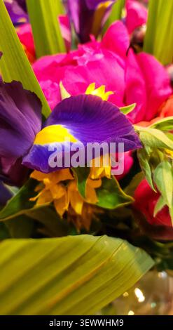 Gros plan de la fleur d'iris violette vibrante avec fond floral rose et jaune Banque D'Images