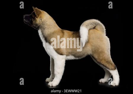 Chien Akita américain debout dans le profil, vue latérale du corps entier, portrait de studio sur fond noir Banque D'Images