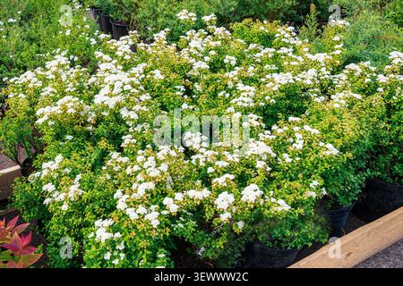 Floraison Vanhoutte spirea Spiraea vanhouttei arbustes poussant dans une pépinière. Arbustes à fleurs blanches ornementales pour la conception de paysages, haies, parcs Banque D'Images