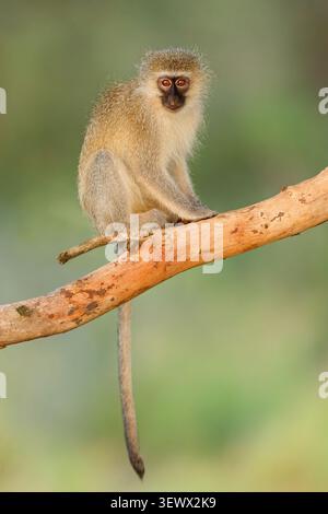 Un petit singe vervet (Cercopithecus aethiops) assis dans un arbre, Afrique du Sud Banque D'Images