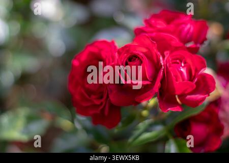 Roses rouges classiques rassemblées dans une petite grappe de fleurs. La faible profondeur de champ et le bokeh doux du jardin créent une scène florale élégante et romantique. Banque D'Images