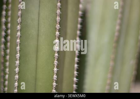 Fond naturel flou formé par des côtes de cactus bordées d'épines. Les lignes parallèles diagonales créent un motif abstrait minimaliste avec une texture organique Banque D'Images