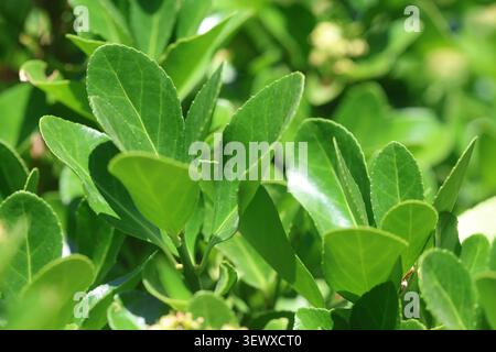 Gros plan des feuilles et des fleurs d'Euonymus japonicus (broche japonaise) Banque D'Images