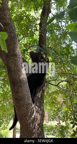 Chat noir perché dans une fourchette d'arbre regardant la caméra Banque D'Images