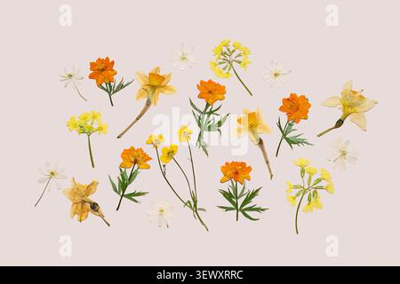 Collection de fleurs jaunes et oranges pressées isolée sur fond Uni. Arrangement d'herbier botanique séché. Éléments floraux décoratifs pour statio Banque D'Images