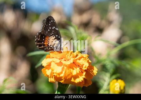 Papillon tacheté reposant sur une fleur de souci jaune vif Banque D'Images