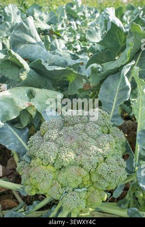 Plante mature de la variété brocoli Summer Banque D'Images