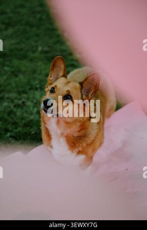 Chien corgi brun mignon regardant attentivement à l'extérieur Banque D'Images