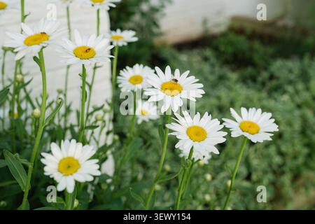 Marguerites de jardin blanches avec de petits insectes sur eux Banque D'Images
