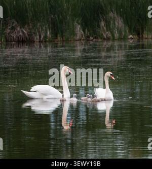 Deux cygnes muets avec leurs cygnets nageant ensemble Banque D'Images