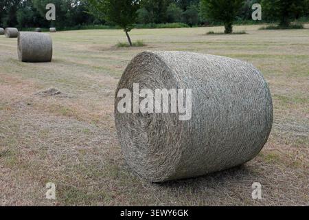 Balles de foin rondes (ou plutôt cylindriques) dans un champ au Royaume-Uni Banque D'Images