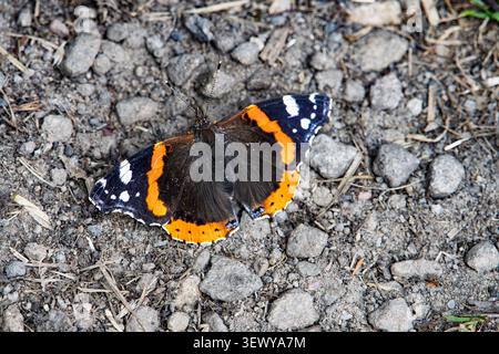 Papillon Red Admiral avec des ailes noires frappantes avec des bandes rouges et des taches blanches. Assis sur un chemin de gravier. Banque D'Images