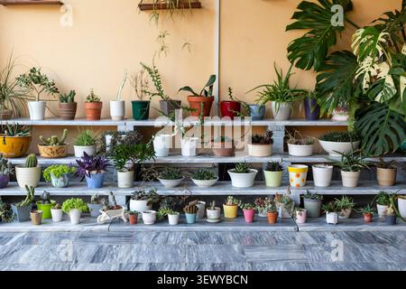 Grandes plantes succulentes et cactus intérieures sur des étagères en marbre avec des pots de plantes décoratifs dans le jardin intérieur. Banque D'Images