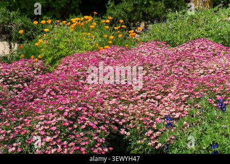 Champ de marguerites roses et blanches vibrantes fleurissant abondamment, créant un fond naturel coloré et frais, symbolisant le printemps, la croissance, Banque D'Images