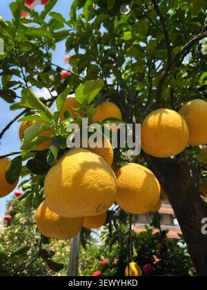 Fruits de pomelo mûrs accrochés à un arbre dans un verger. Un gros plan vibrant de fruits de pomelo lourds et mûrs qui mûrissent sur une branche d'arbre feuillu. Banque D'Images