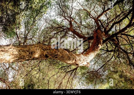 Vue à angle bas d'un tronc de pin courbé s'étendant dans un couvert forestier luxuriant. La lumière du soleil filtre à travers les branches, créant une perspective naturelle Banque D'Images