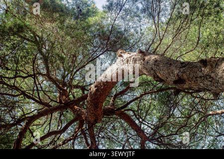 Vue en bas angle d'un pin courbe s'étendant à travers une dense canopée forestière avec filtrage de la lumière du soleil entre les branches. Sym. Scène bois naturel Banque D'Images
