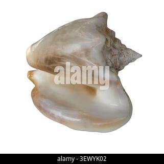 L'image montre un gros plan d'une coquille de conque Reine polie vide avec un intérieur lisse. La coquille est isolée sur un fond blanc solide highlighti Banque D'Images