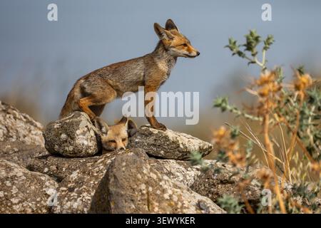 Jeune renard roux (Vulpes vulpes) se dresse sur des roches couvertes de lichen, observant son habitat naturel avec des yeux vifs, démontrant la vigilance et l'essen sauvage Banque D'Images