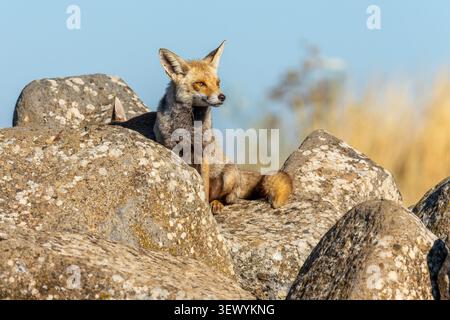 Jeunes oursons de renard roux explorant leur habitat rocheux naturel avec l'un regardant directement le spectateur et d'autres observant leur environnement avec le papillon de nuit Banque D'Images