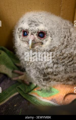 Petite chouette avec des plumes duveteuses et de grands yeux sombres assis dans une boîte en carton ouverte, représentant un thème de sauvetage et de conservation de la faune pour Banque D'Images