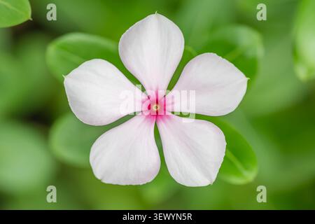 Catharanthus roseus macro horizontal gros plan d'une fleur de pervenche blanche unique avec yeux rouges sur fond vert flou doux Banque D'Images