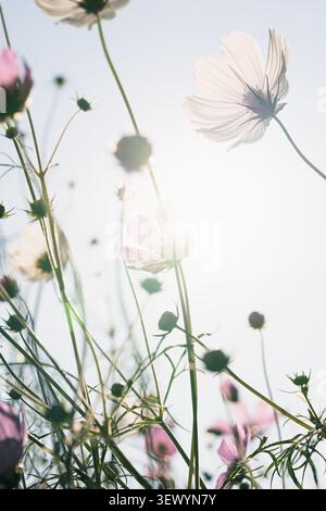 Cosmos bipinnatus plan vertical à faible angle de délicates fleurs roses et blanches fleurissant sur un ciel ensoleillé lumineux avec un éclat d'objectif Banque D'Images