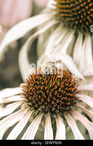 Honey Bee vertical macro gros plan rassemblant le pollen sur la tête de fleur d'échinacée blanche avec texture détaillée Banque D'Images