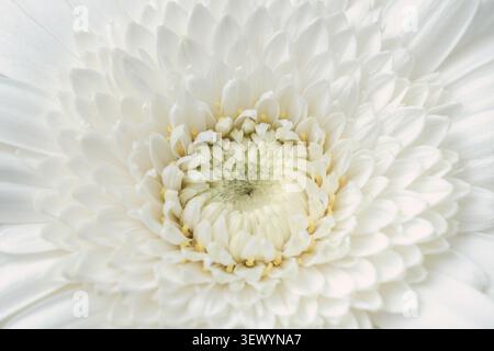 Gerbera macro horizontal gros plan de pétales de fleurs blanches denses remplissent la texture de fond du cadre Banque D'Images