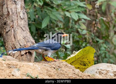 Magpie bleue à bec rouge (Urocissa erythroryncha) Banque D'Images