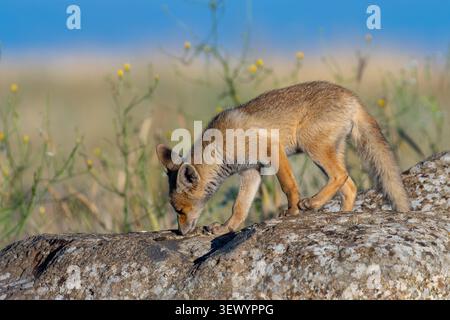 Jeune renard roux (Vulpes vulpes) se dresse sur des roches couvertes de lichen, observant son habitat naturel avec des yeux vifs, démontrant la vigilance et l'essen sauvage Banque D'Images