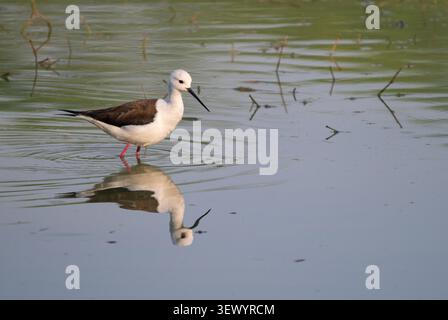 Black-winged Stilt (Himantopus himantopus) Banque D'Images