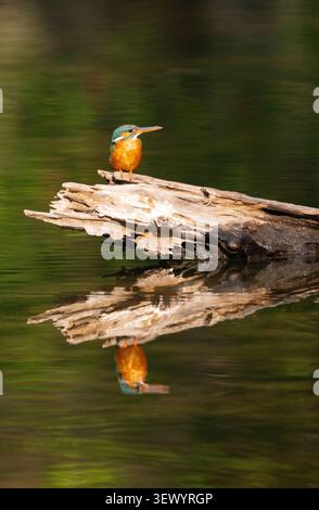 Kingfisher commun (Alcedo atthis) perché sur une bûche avec réflexion Banque D'Images