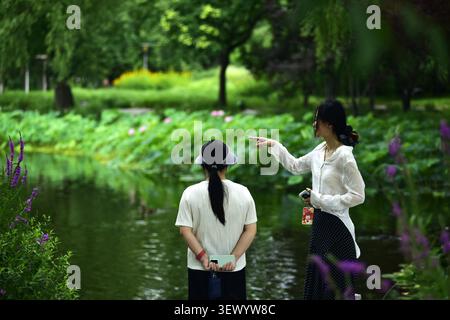 Les touristes apprécient la floraison des fleurs de lotus dans le parc Yuyuantan, Pékin, Chine le 29 juin 2026. Banque D'Images