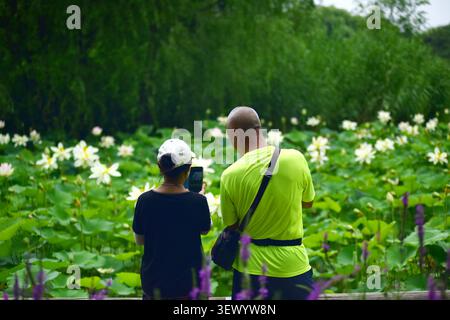 Les touristes apprécient la floraison des fleurs de lotus dans le parc Yuyuantan, Pékin, Chine le 29 juin 2026. Banque D'Images