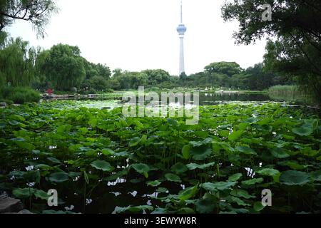 Les touristes apprécient la floraison des fleurs de lotus dans le parc Yuyuantan, Pékin, Chine le 29 juin 2026. Banque D'Images