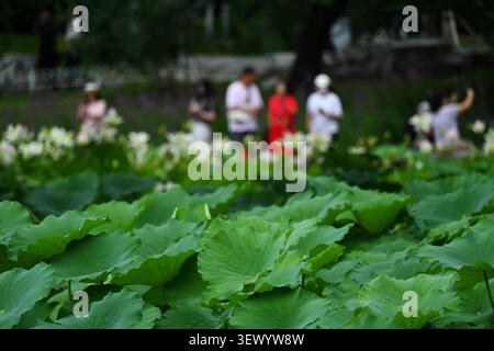 Les touristes apprécient la floraison des fleurs de lotus dans le parc Yuyuantan, Pékin, Chine le 29 juin 2026. Banque D'Images