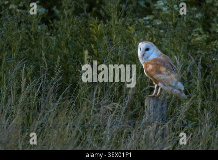 Mâle Barn Owl (Tyto alba) perché sur poteau en bois, Norfolk Banque D'Images