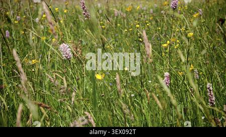 Prairie colorée de fleurs sauvages avec de hautes herbes, Kremnitztal, Frankenwaldsteigla, randonnée dans le parc naturel Frankenwald, haute-Franconie, Allemagne Banque D'Images