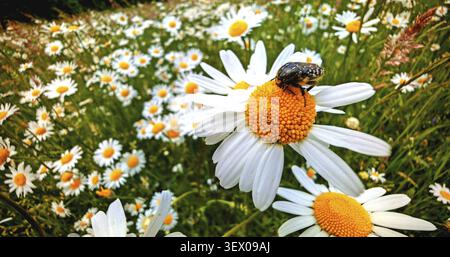 Gros plan : un chafer de roses de deuil (Oxythyrea funesta) perché sur une Marguerite (Leucanthemum) dans un champ de fleurs, réserve naturelle de Waldnaabtal, Haut Palati Banque D'Images