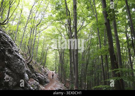 Une femme avec sac à dos marche sur un sentier de montagne au début de l'été à travers une belle forêt de hêtres verts, forêt à flanc de colline, Monte Zaiavor, Ucceatal, Resi Banque D'Images