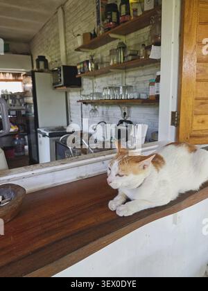 Un chat maison rouge et blanc mignon dort paisiblement sur le comptoir en bois chaud d'un café confortable à Bali dans le fond flou, les étagères, les verres et le ki Banque D'Images