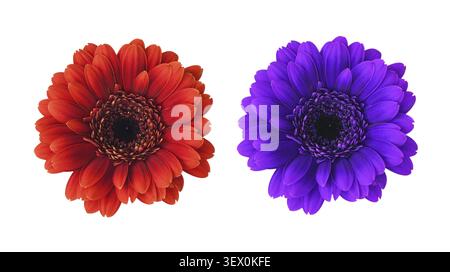 Ensemble de petites fleurs de gerbera rouges et violettes (germini) isolées sur blanc Banque D'Images