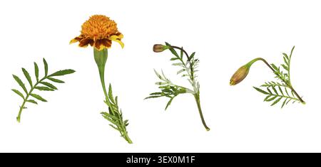 Ensemble de fleurs de souci sauvage, bourgeons et feuilles isolés sur blanc Banque D'Images